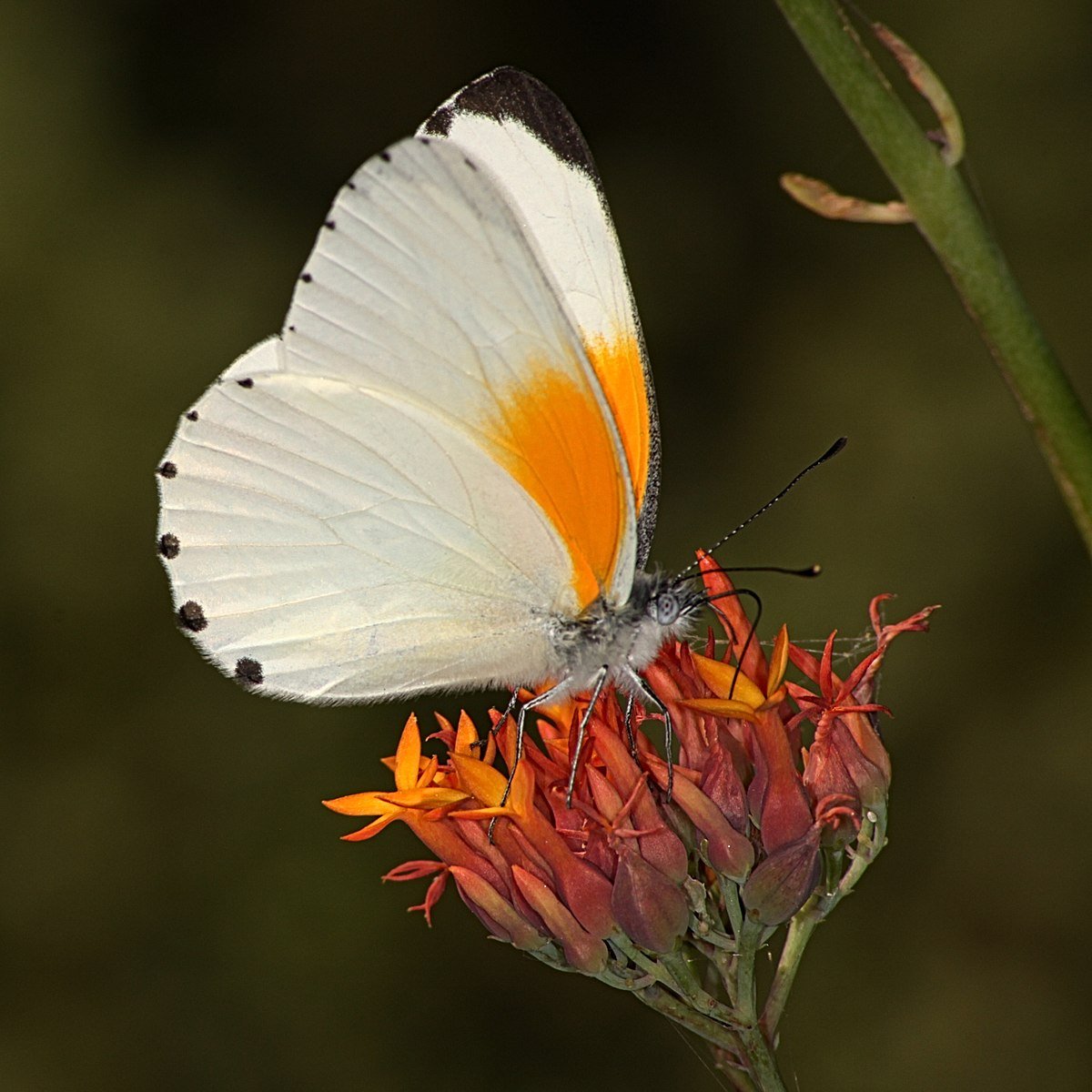 Махаон Зорька капустница траурница Переливница