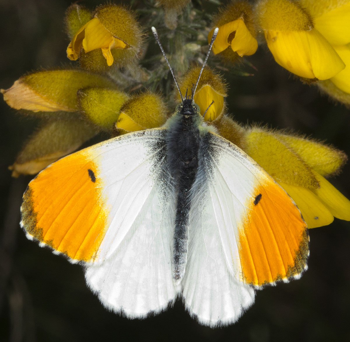 Бабочка Белянка Аврора