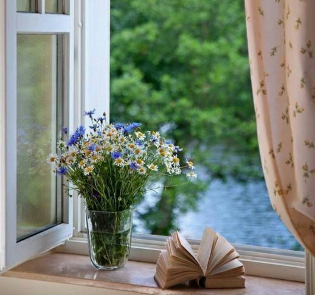 Цветы на подоконнике летом