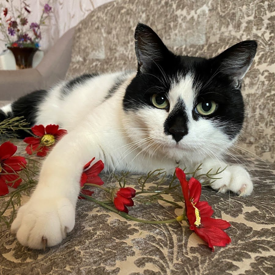 Анука давайка кошка Мурзя