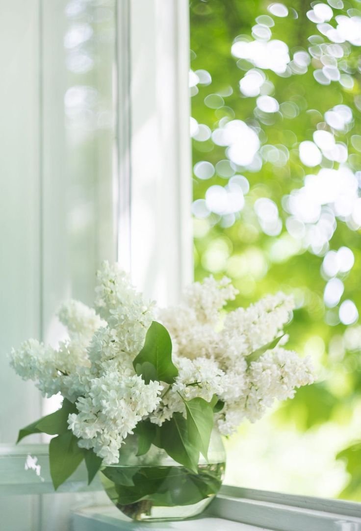 Окно с цветами