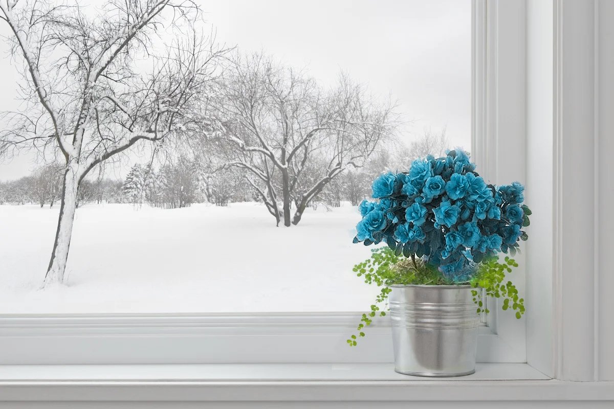 Пионы на подоконнике