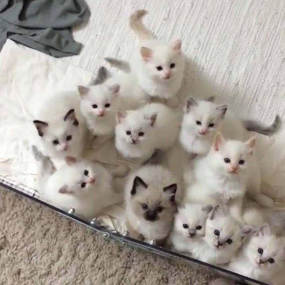 Паук птицеед альбинос