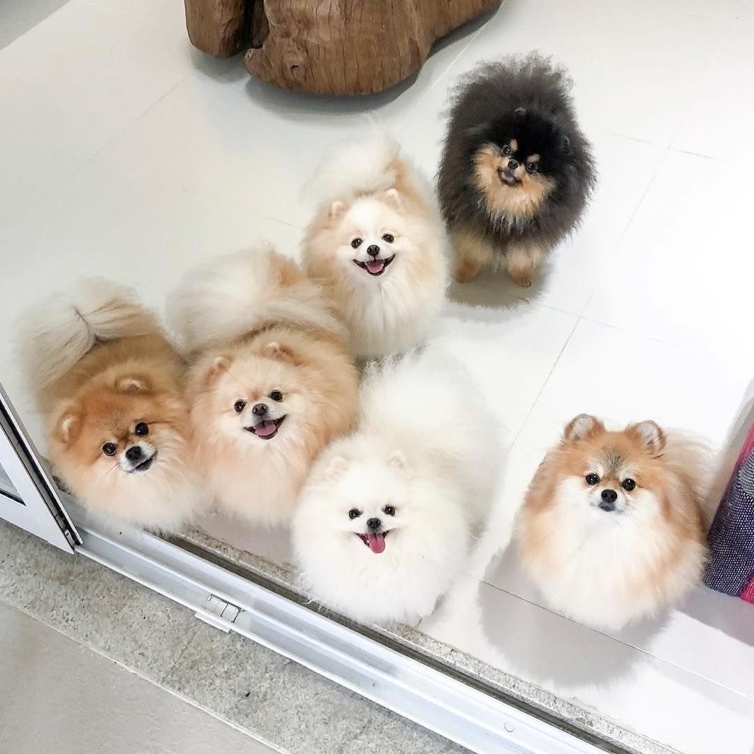 Art of Silverfox лисята