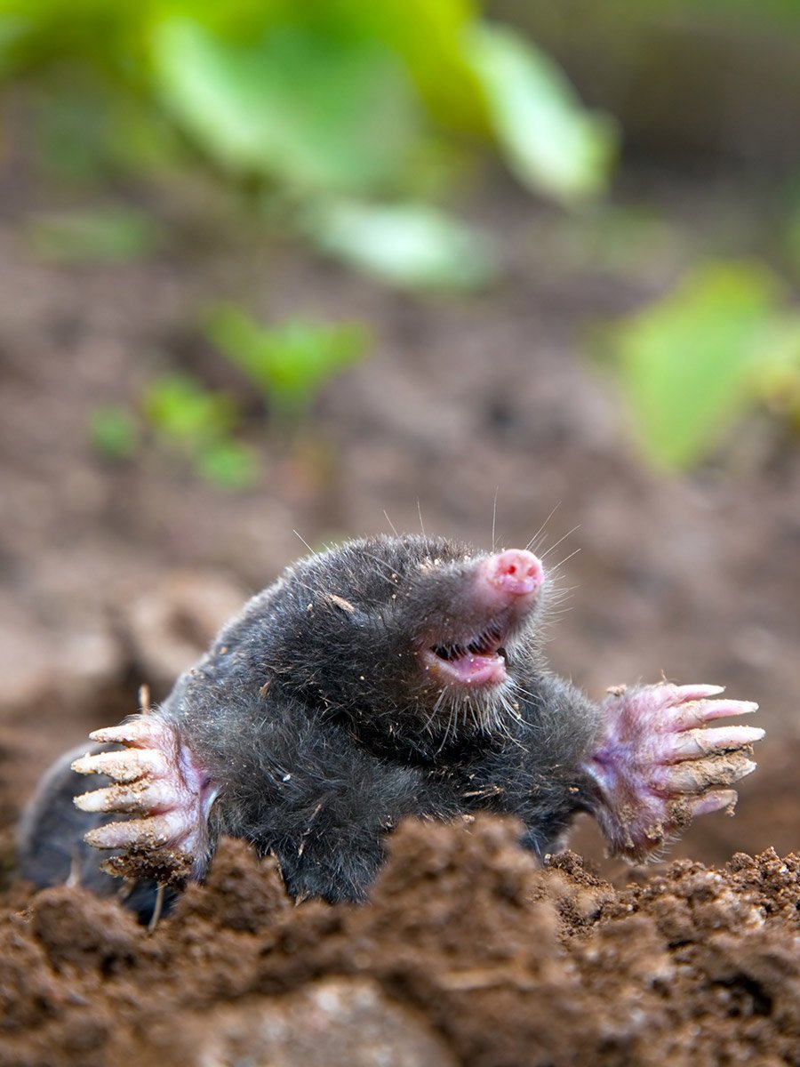 Крот мультяшный