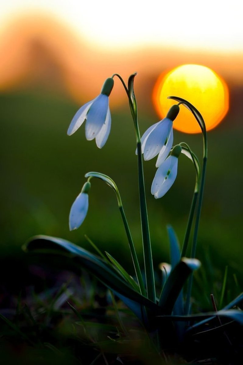 Весенние цветы,доброй ночи