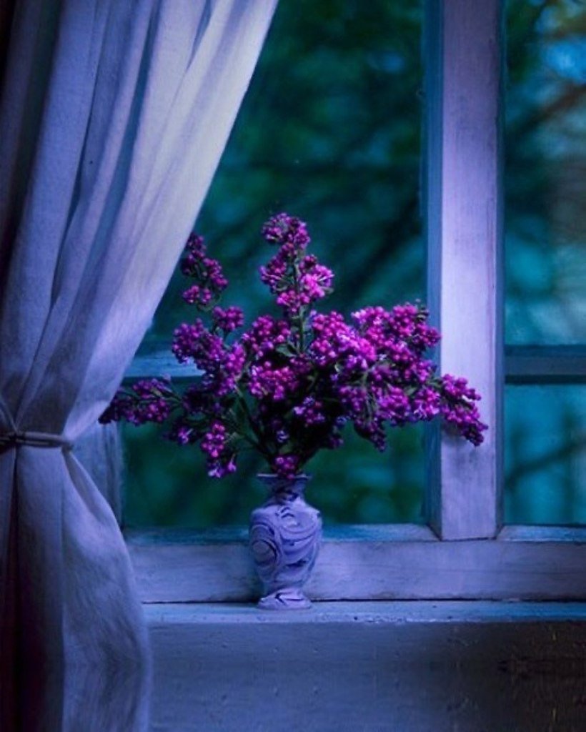 Нежные цветы на окне