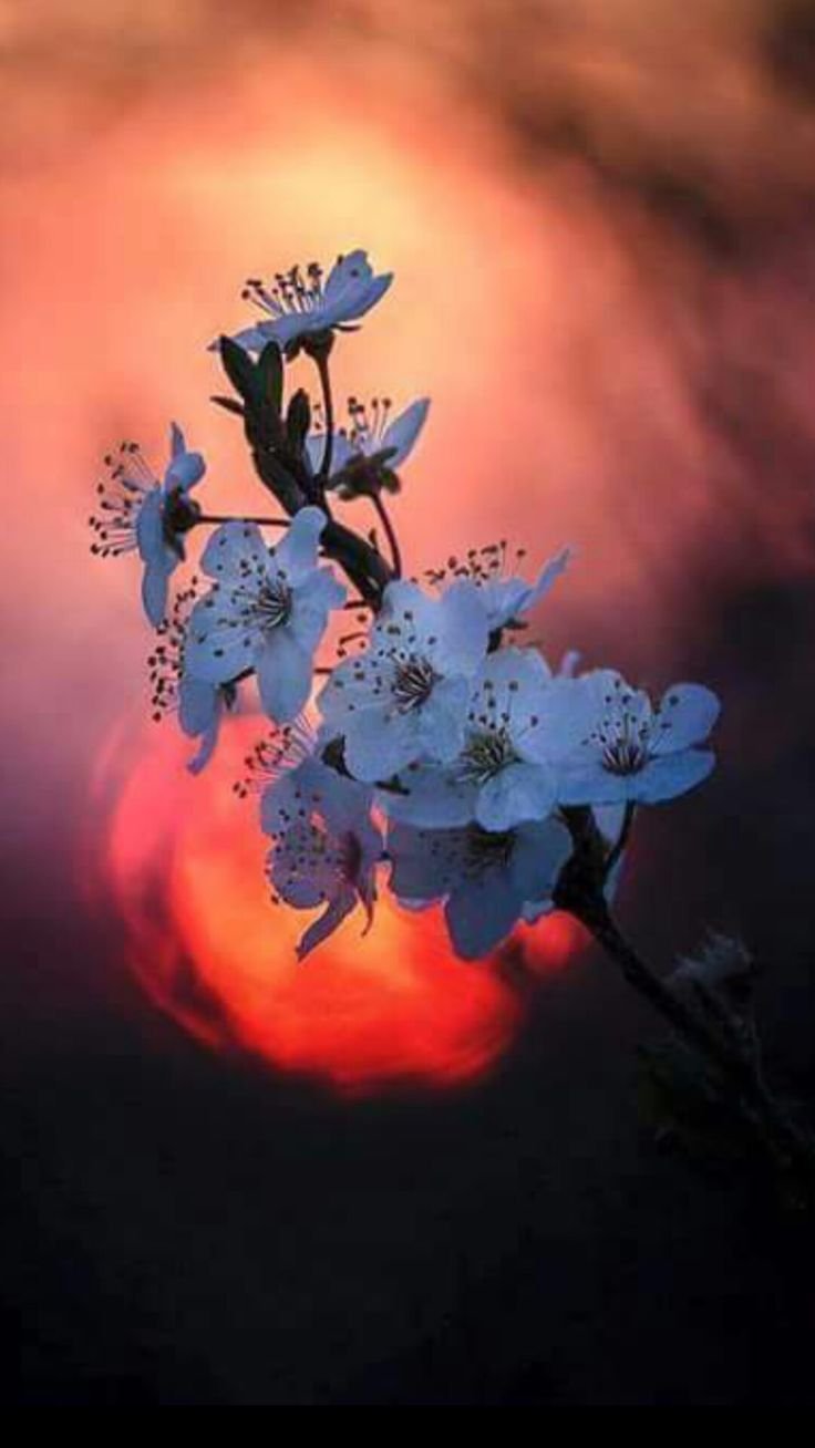 Весенняя ночь