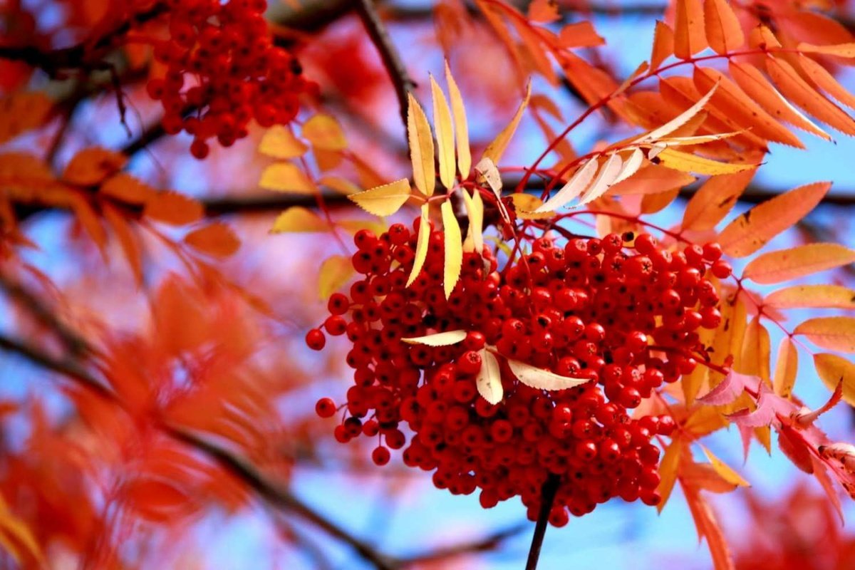 Сентябрь рябинник