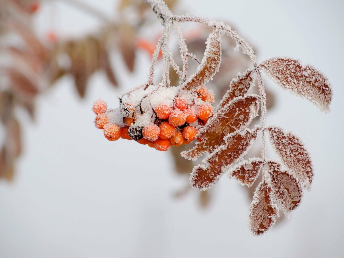 Рябина в снегу