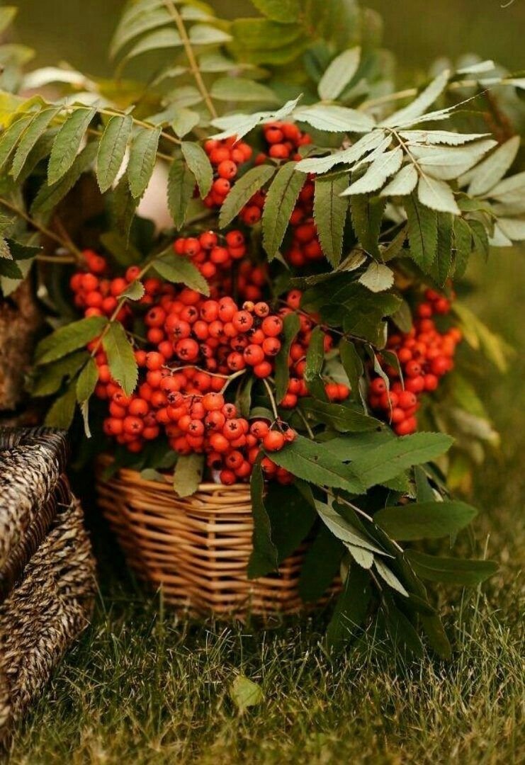 Рябина осенью