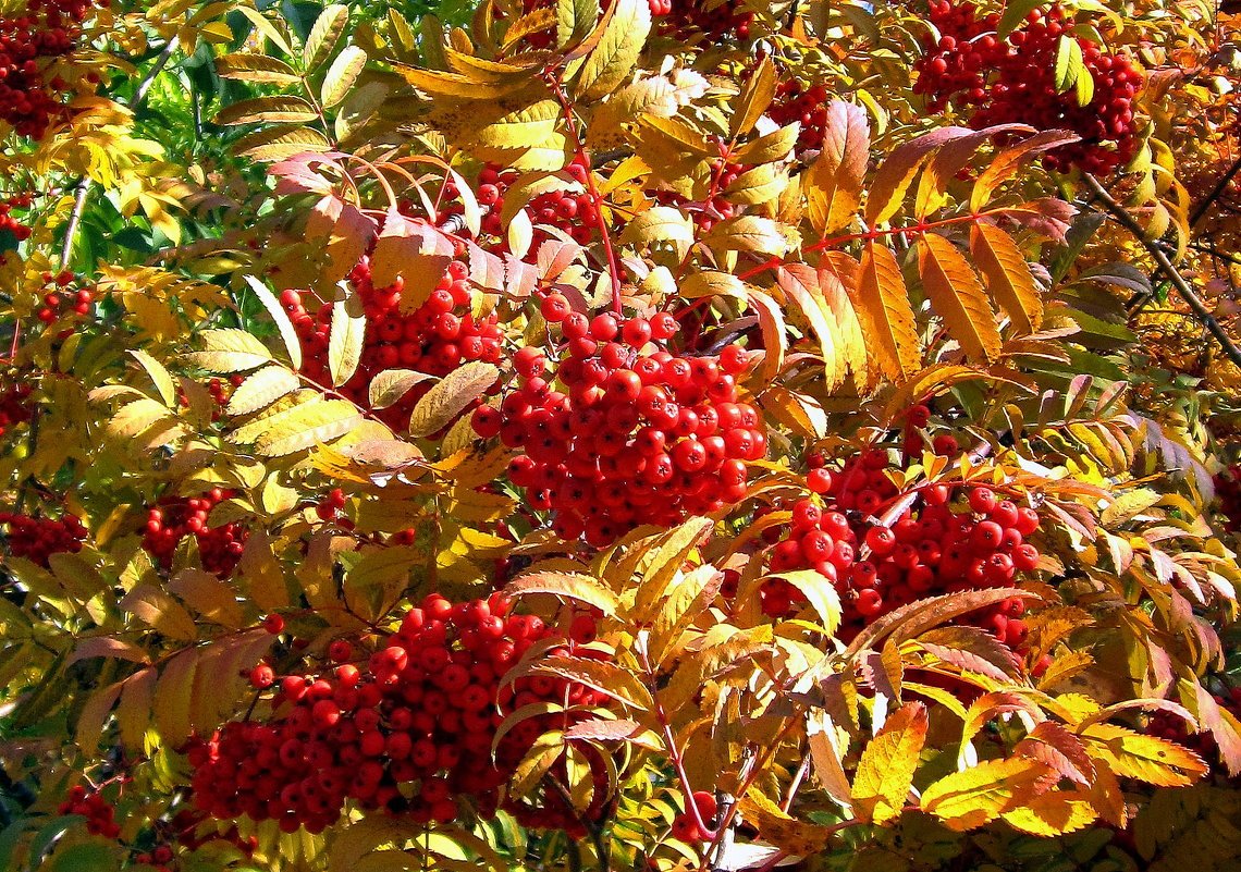 Рябина бересклет осень