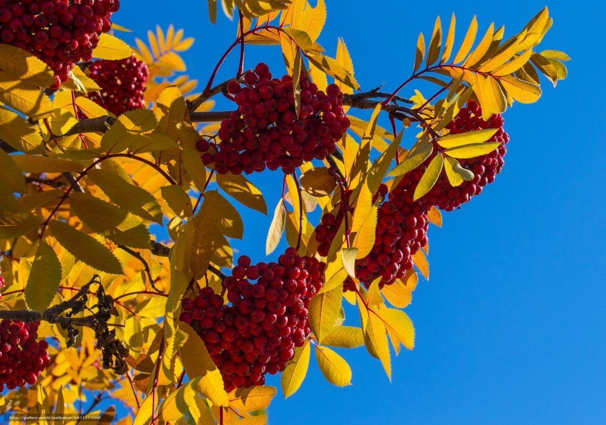 Золотая осень рябина