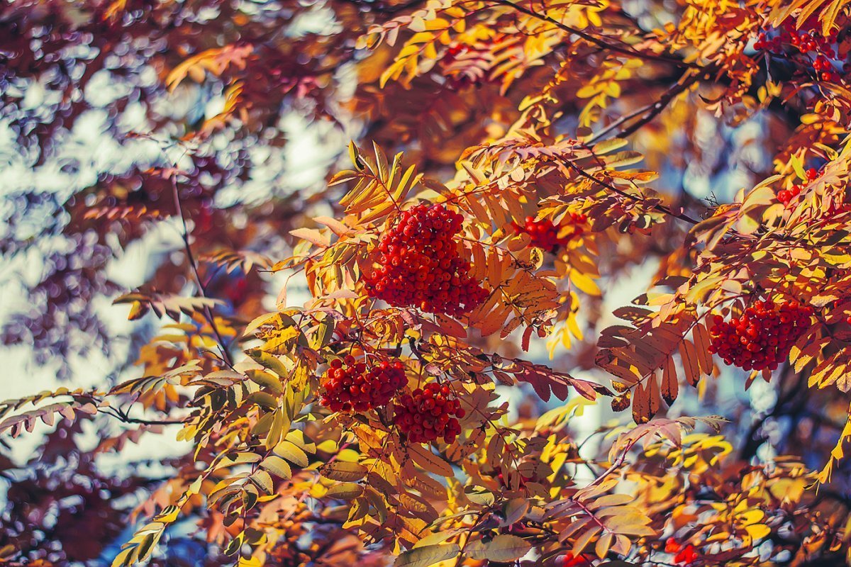 Осенняя природа с рябиной