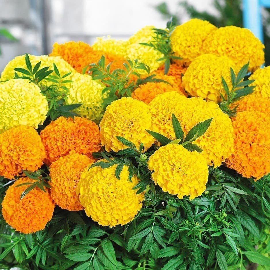 Бархатцы отклоненные Файрбол