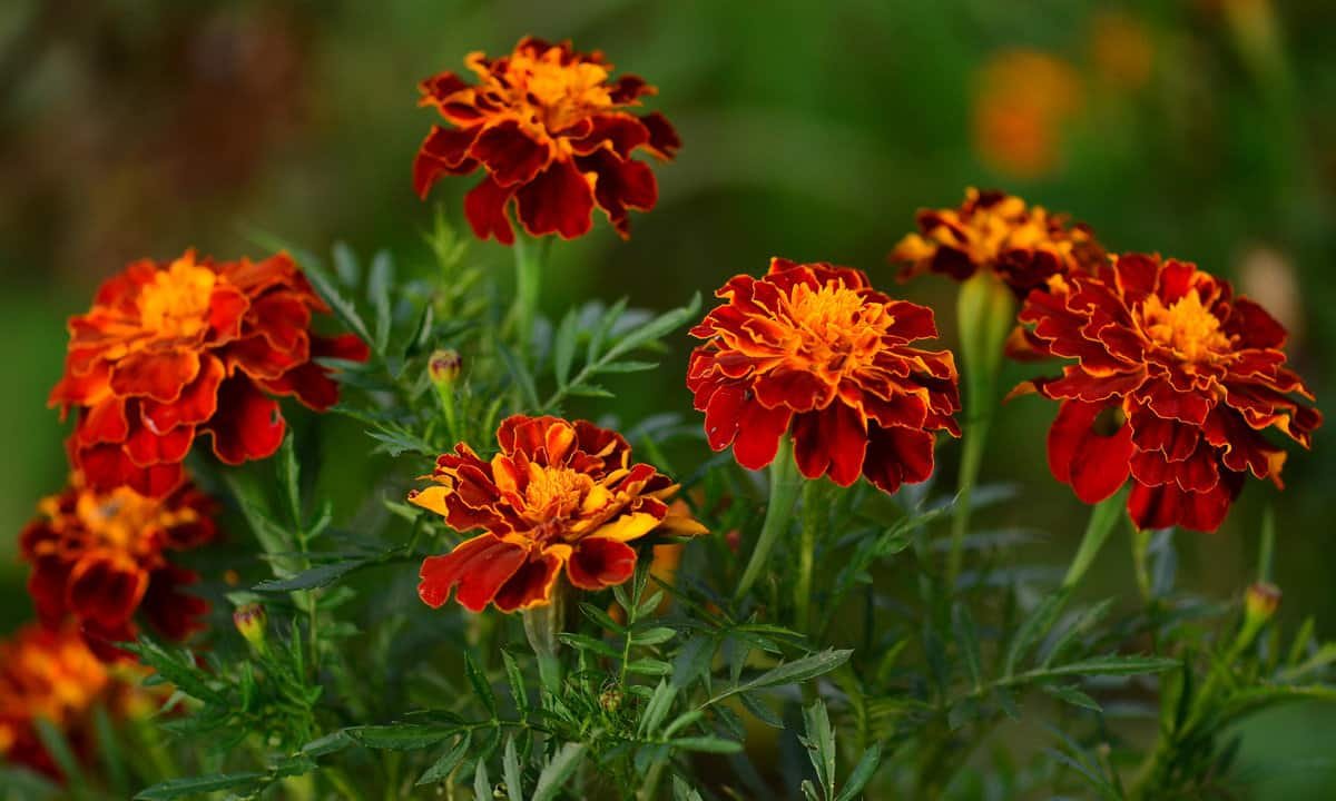 Бархатцы Тагетес