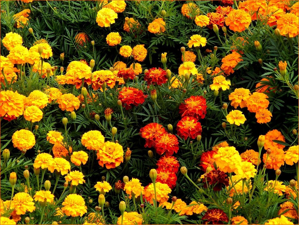 Бархатцы Астровидные