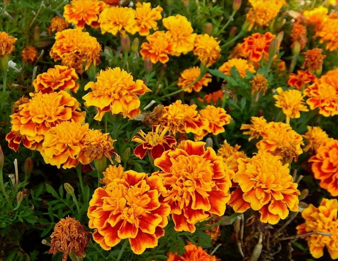 Бутоны бархатцев