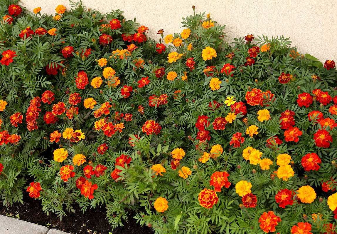 Имеретинский Шафран (бархатцы)