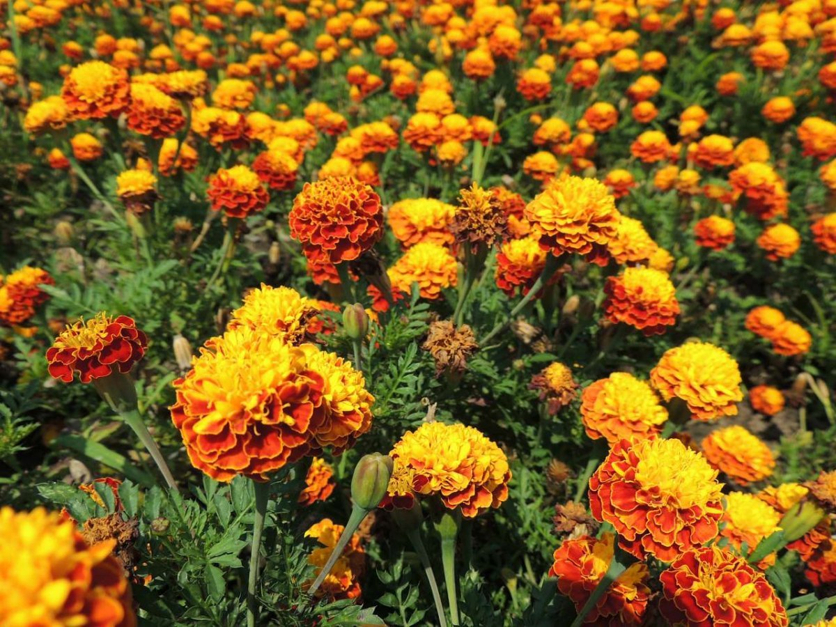 Агератум бархатцы цинии