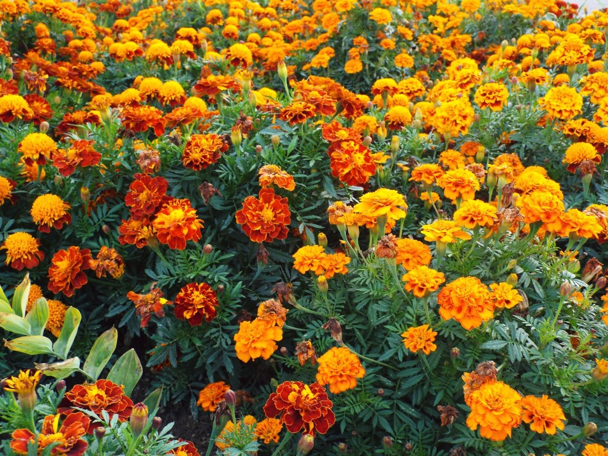 Имеретинский Шафран (бархатцы)