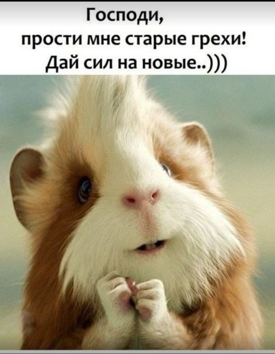 Прощенное воскресенье прикольные