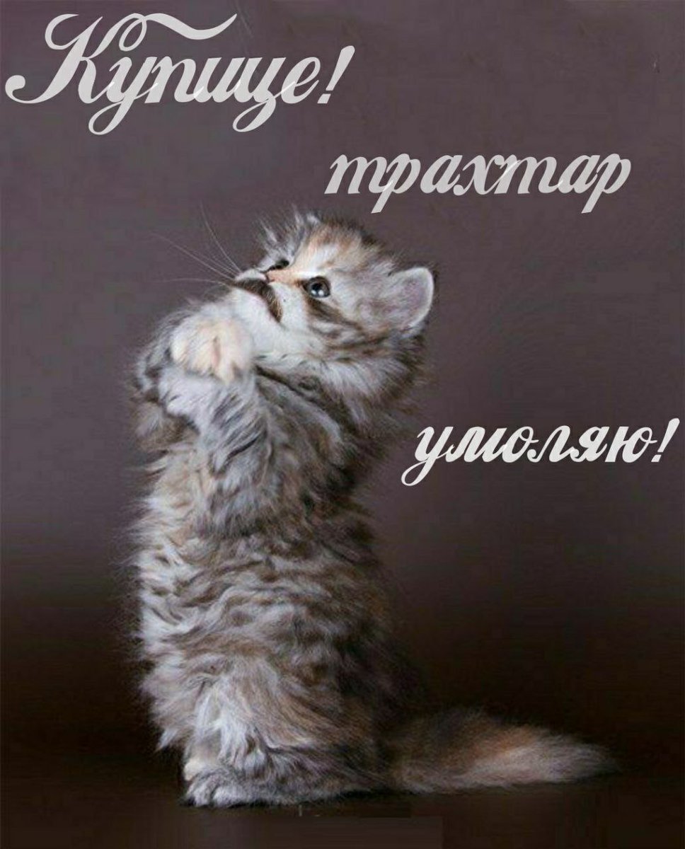 Провинившиеся коты