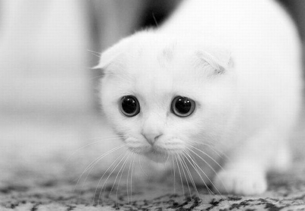 Открытки с извинениями любимой