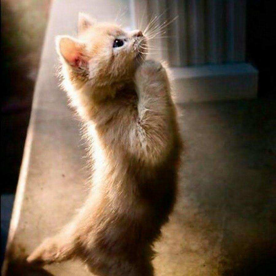 Господи прости мне старые грехи и дай сил на новые