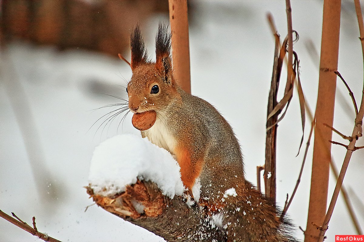 Белки в зимнем лесу