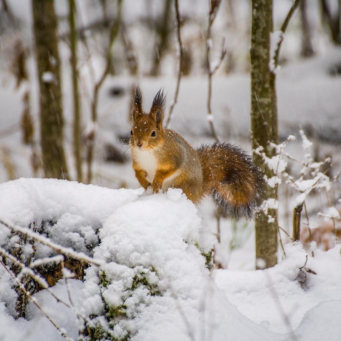 Звери зимой