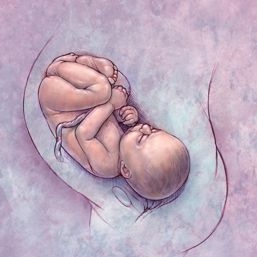 Младенец в утробе