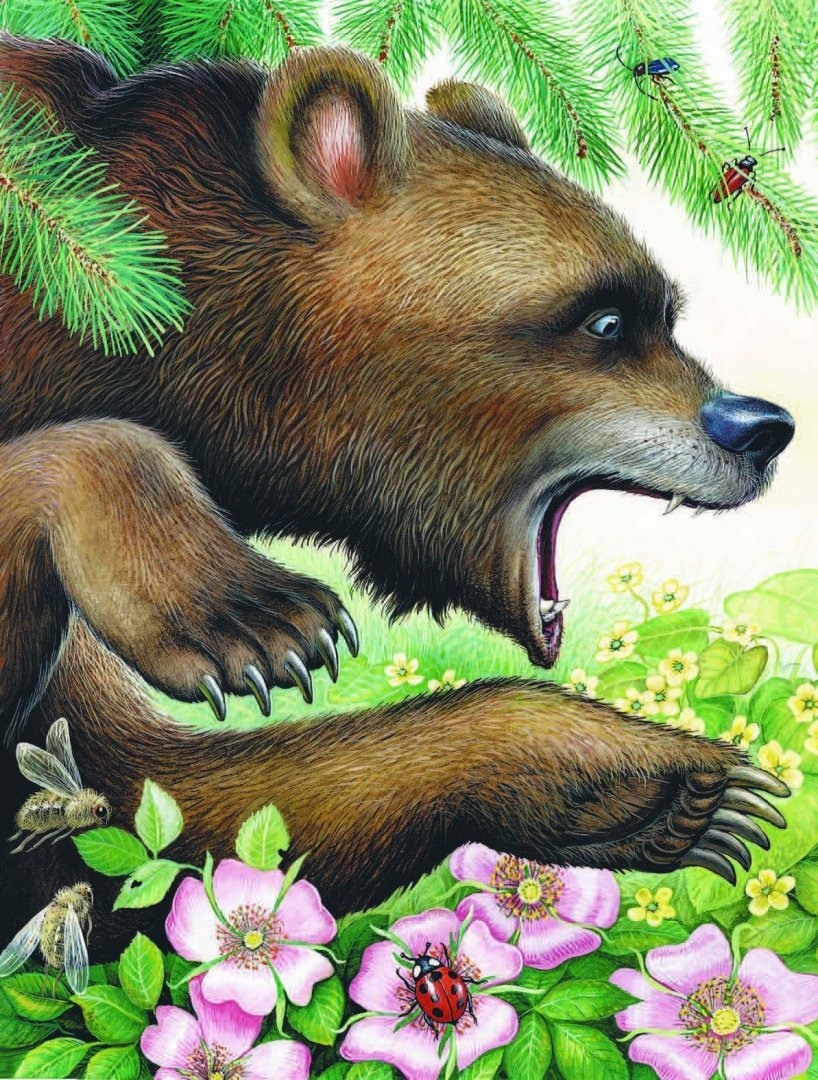 Медведь в лесу раскраска для детей