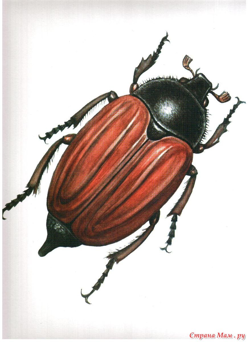 Майский Жук хрущ рисунок