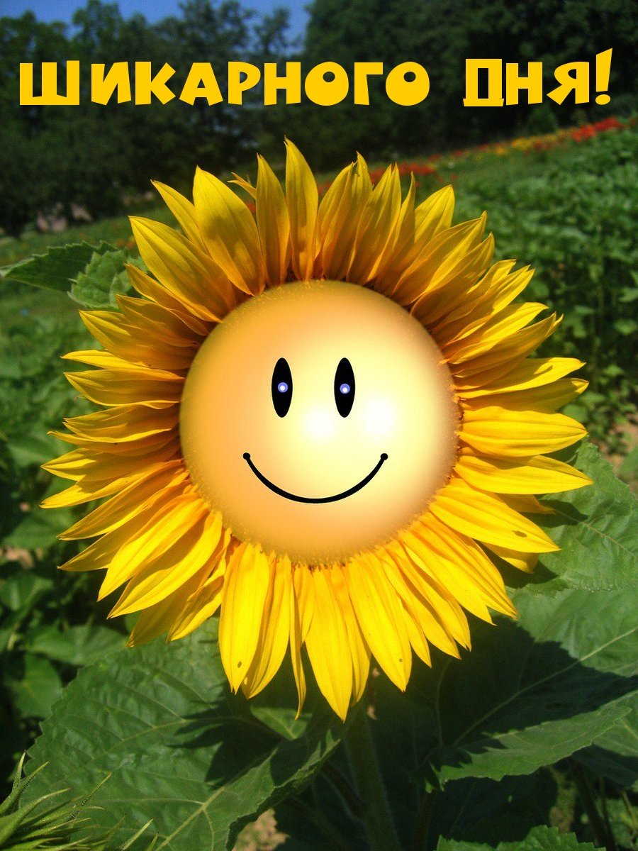 Подсолнух улыбается