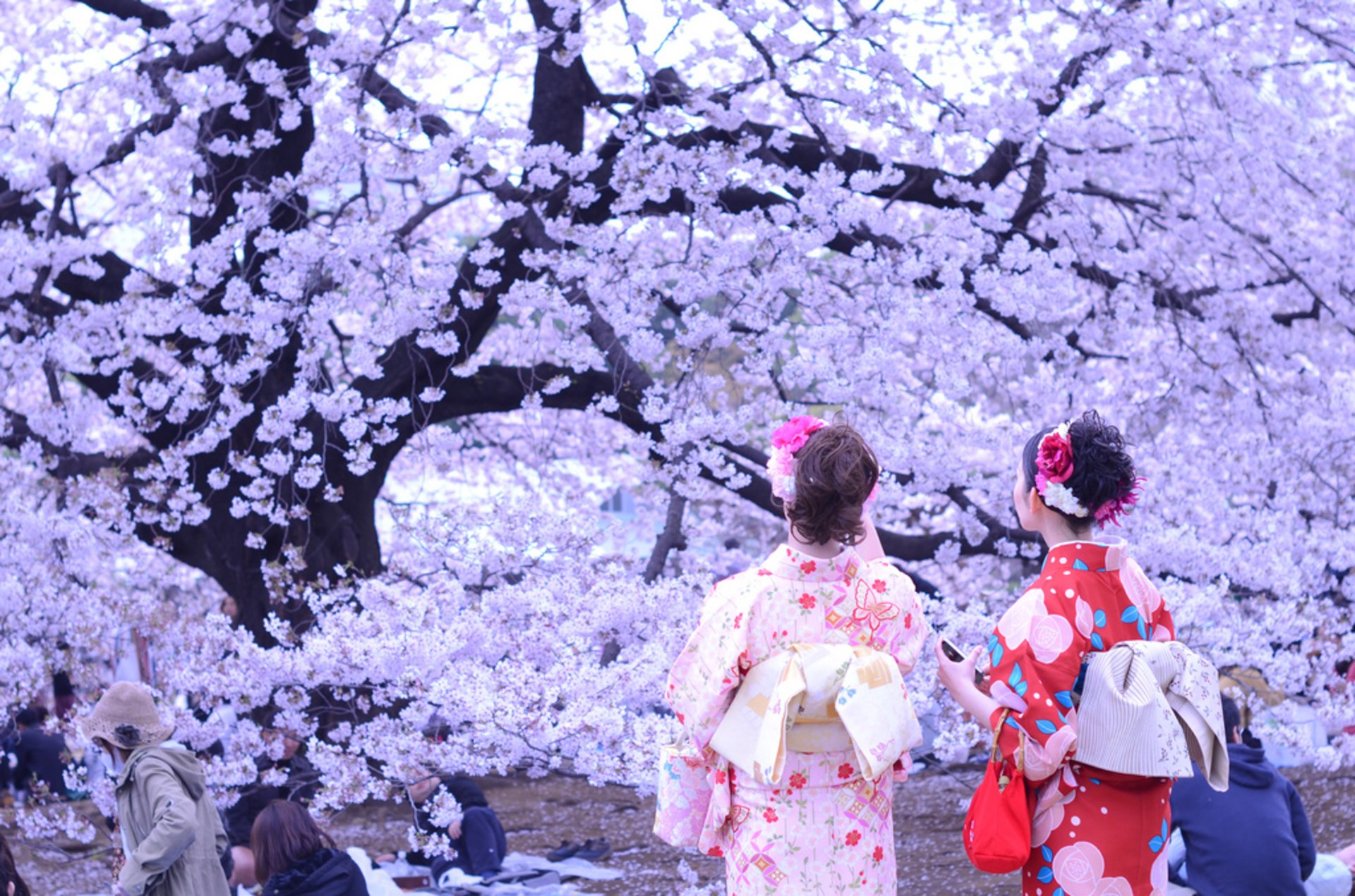 Jepang maria. Праздник цветения Сакуры в Японии. Фестиваль цветения Сакуры в Японии. Ханами – любование сакурой в Японии. Цветение Сакуры в Токио.