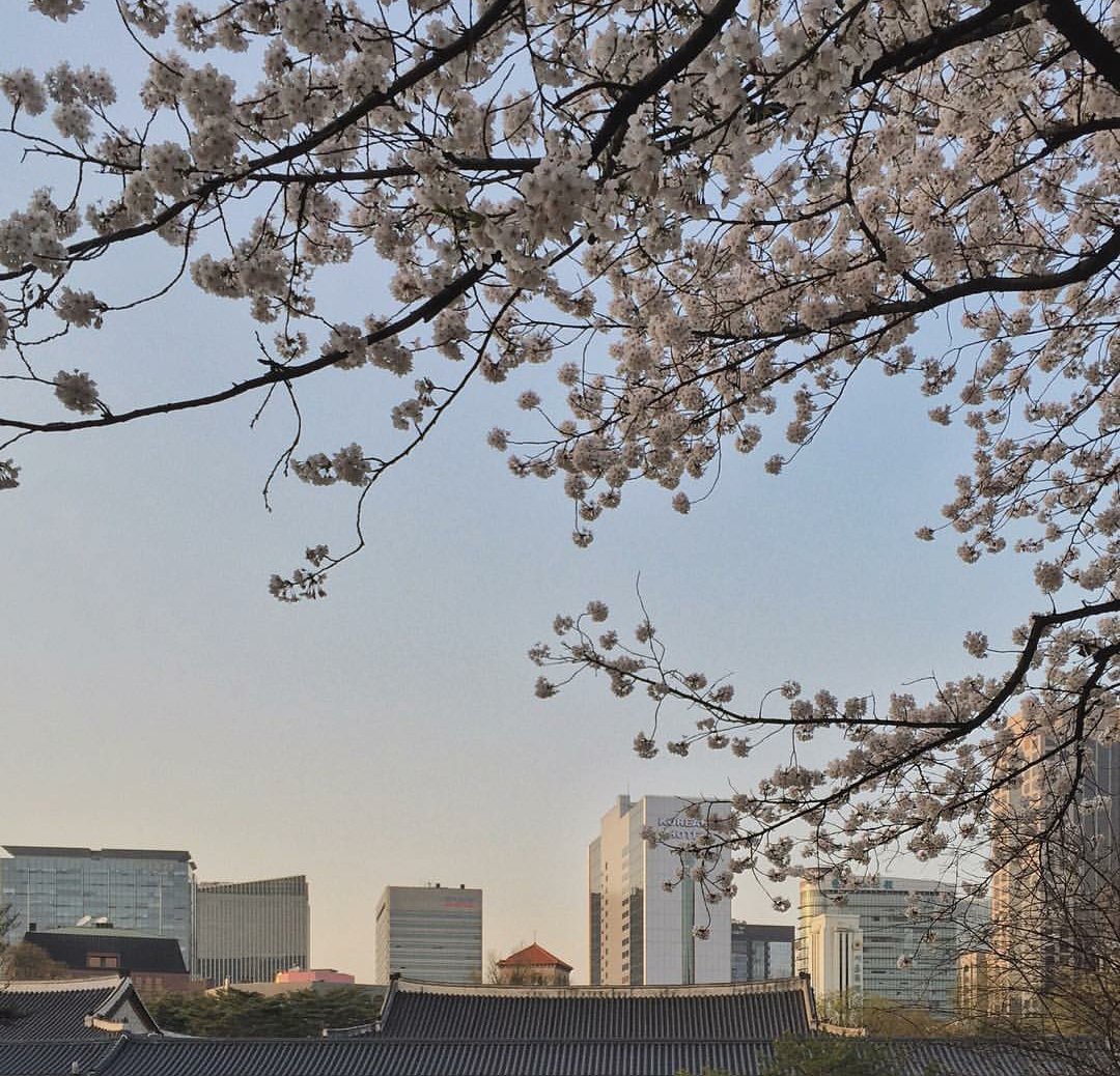 Корея Южная Эстетика корейцев