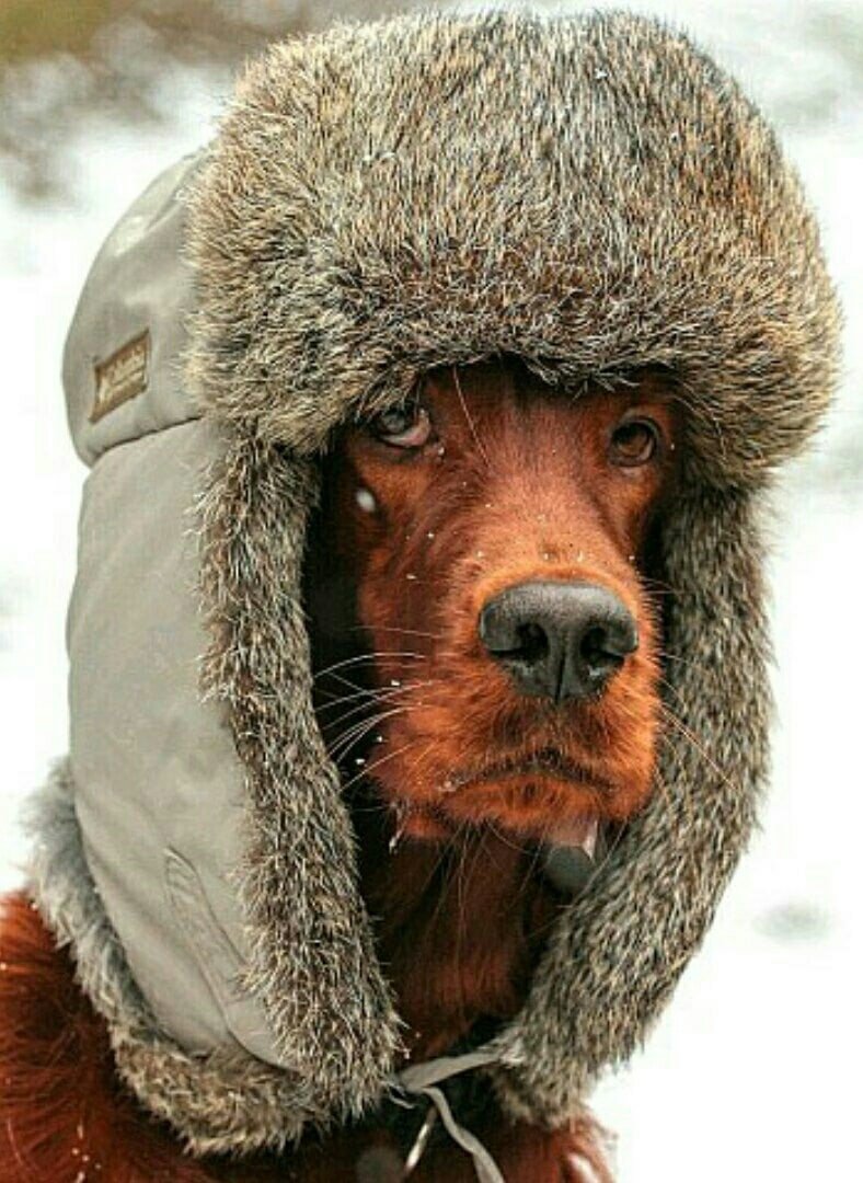 Кот в шапке и шарфе