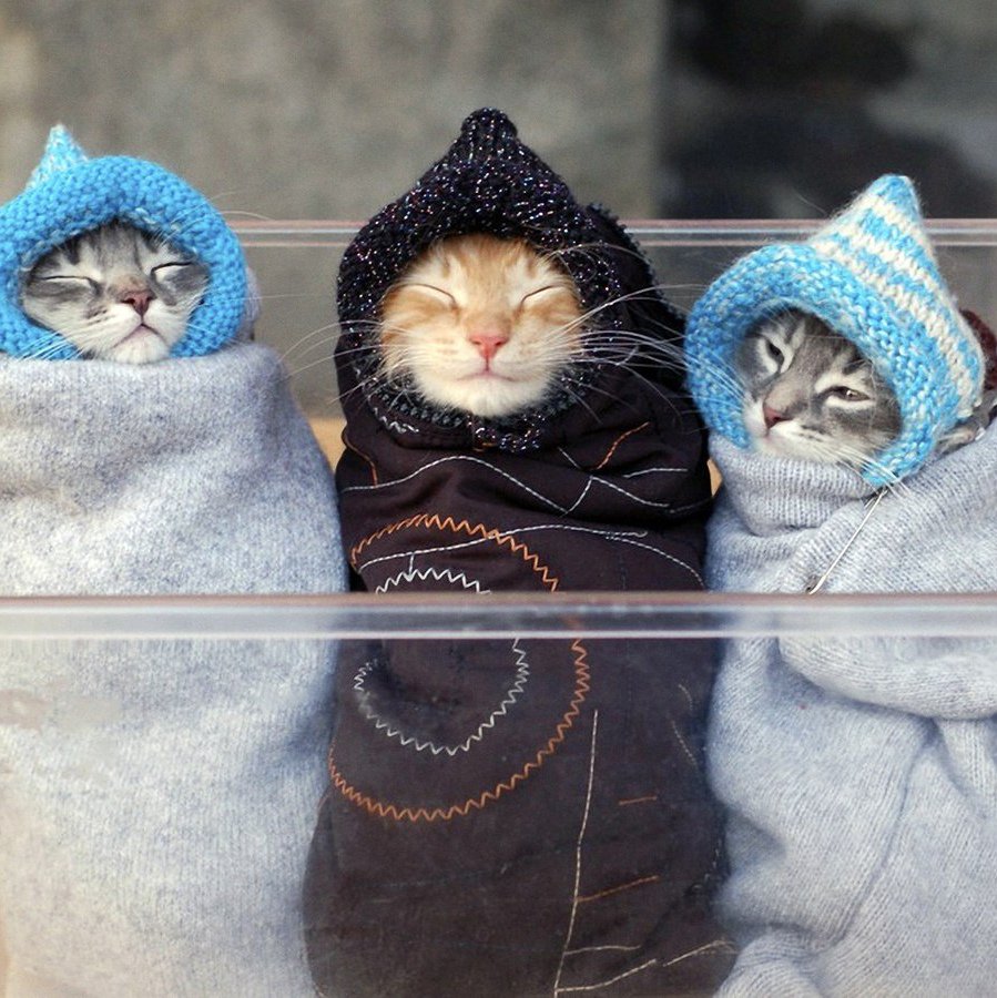 Смешной пес в зимней одежде