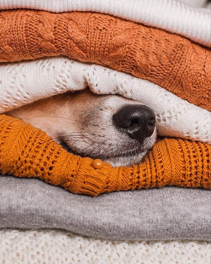 Собака в пледе осень