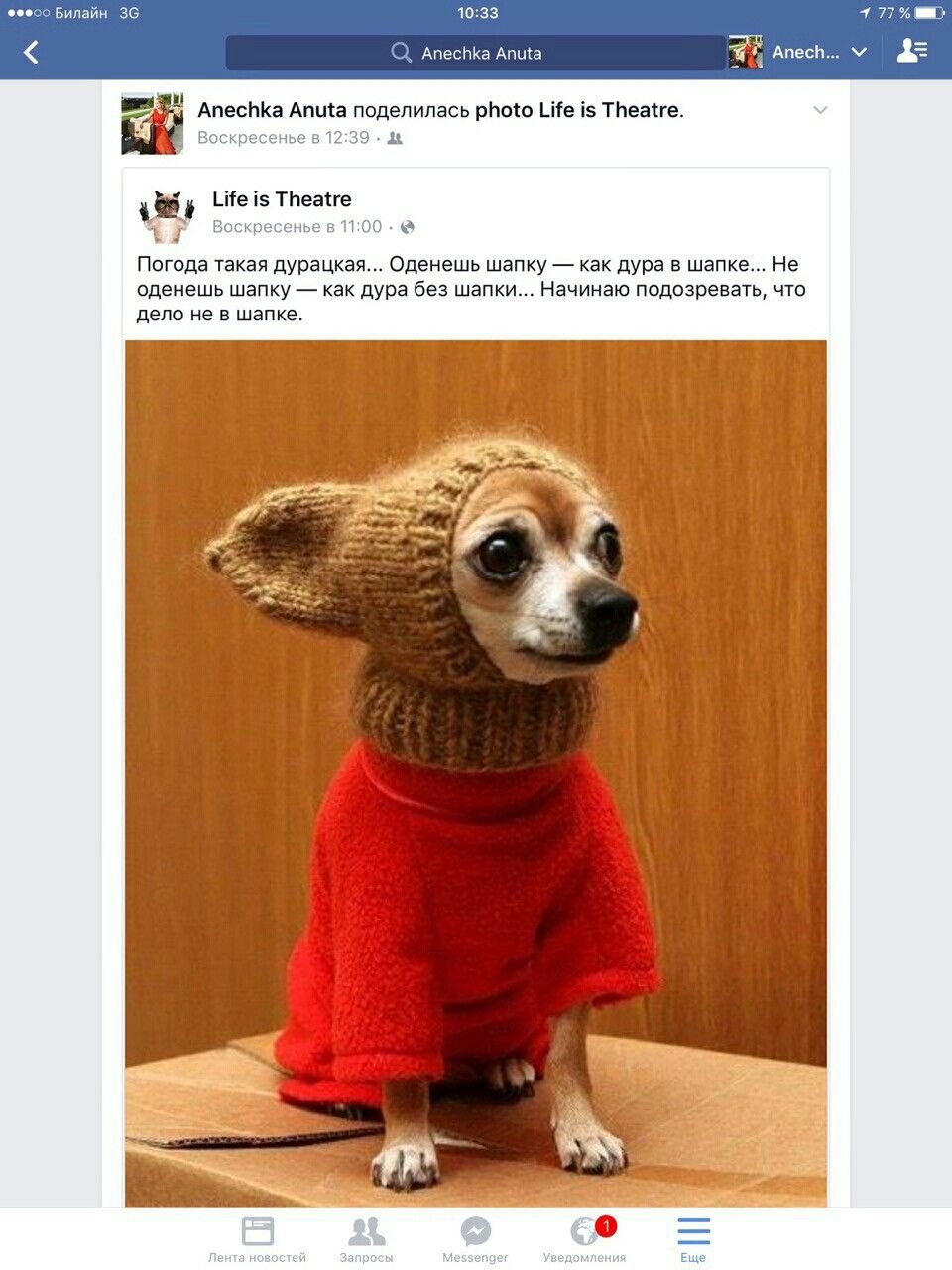 Красивые собаки зимой