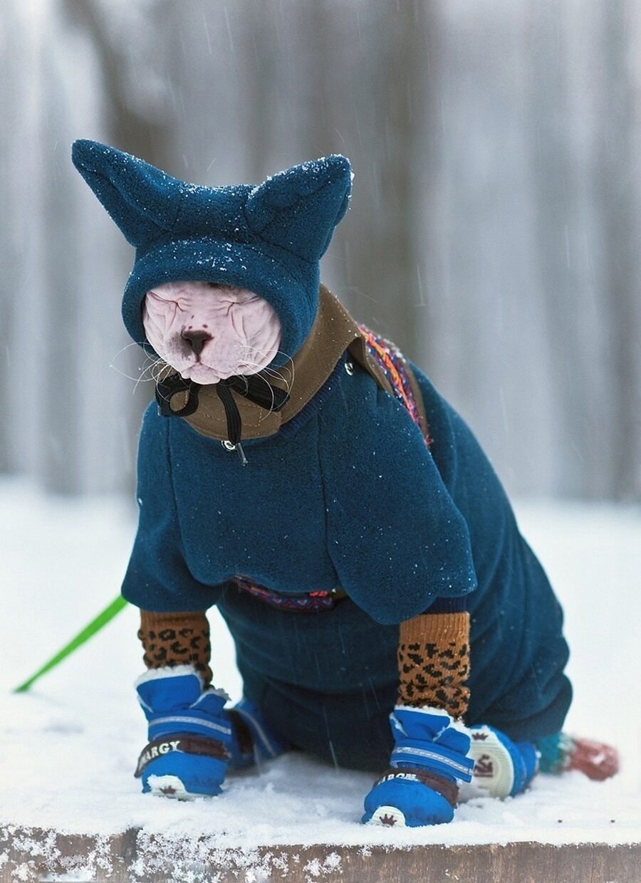 Пижама кошка