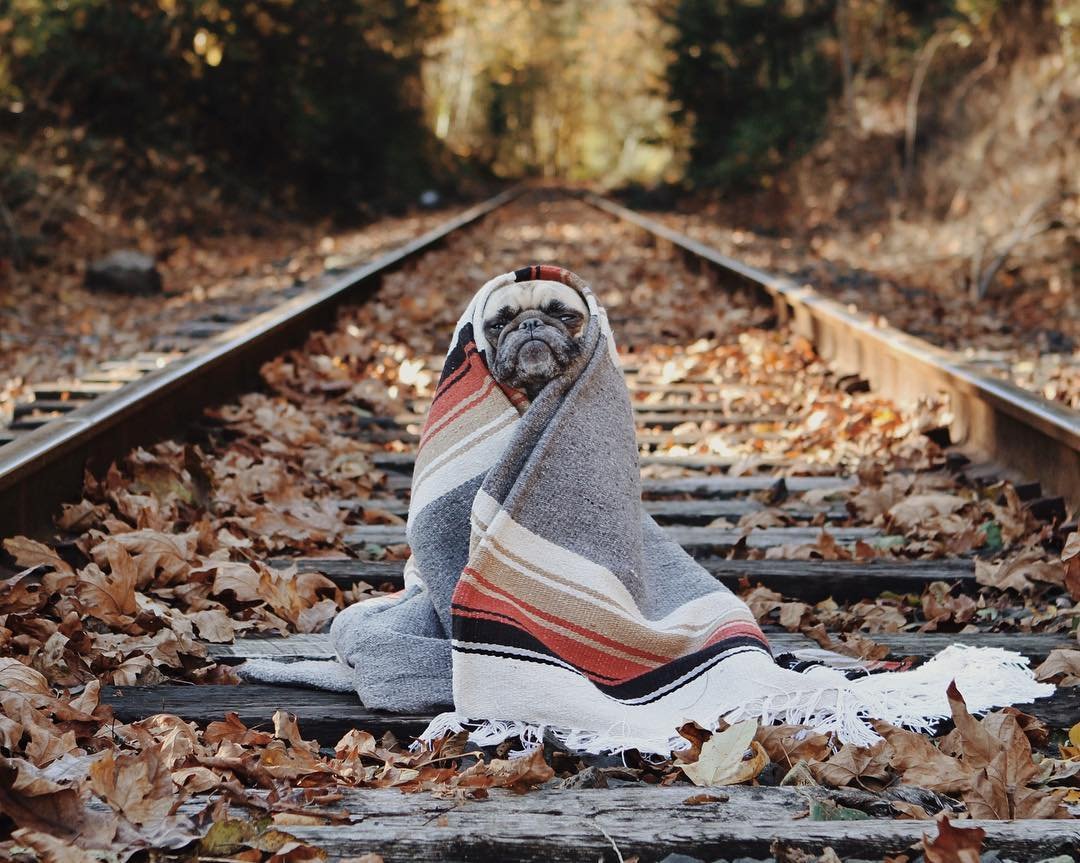 Комбинезон для кота