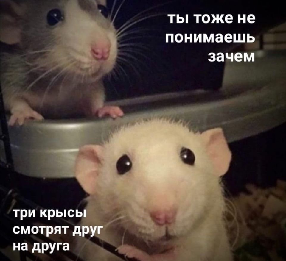 Милые мышки