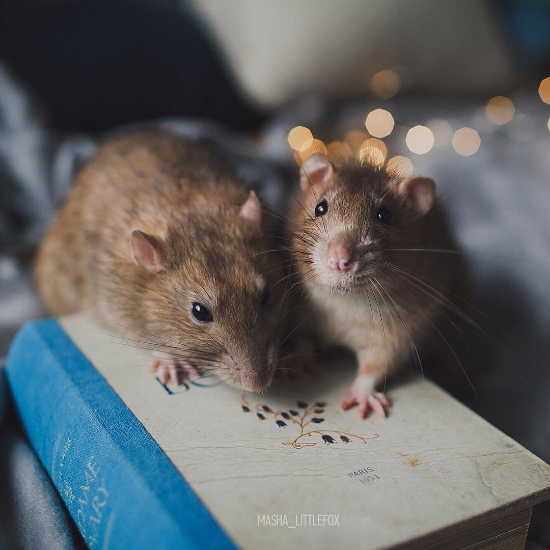 Мышь с мышатами