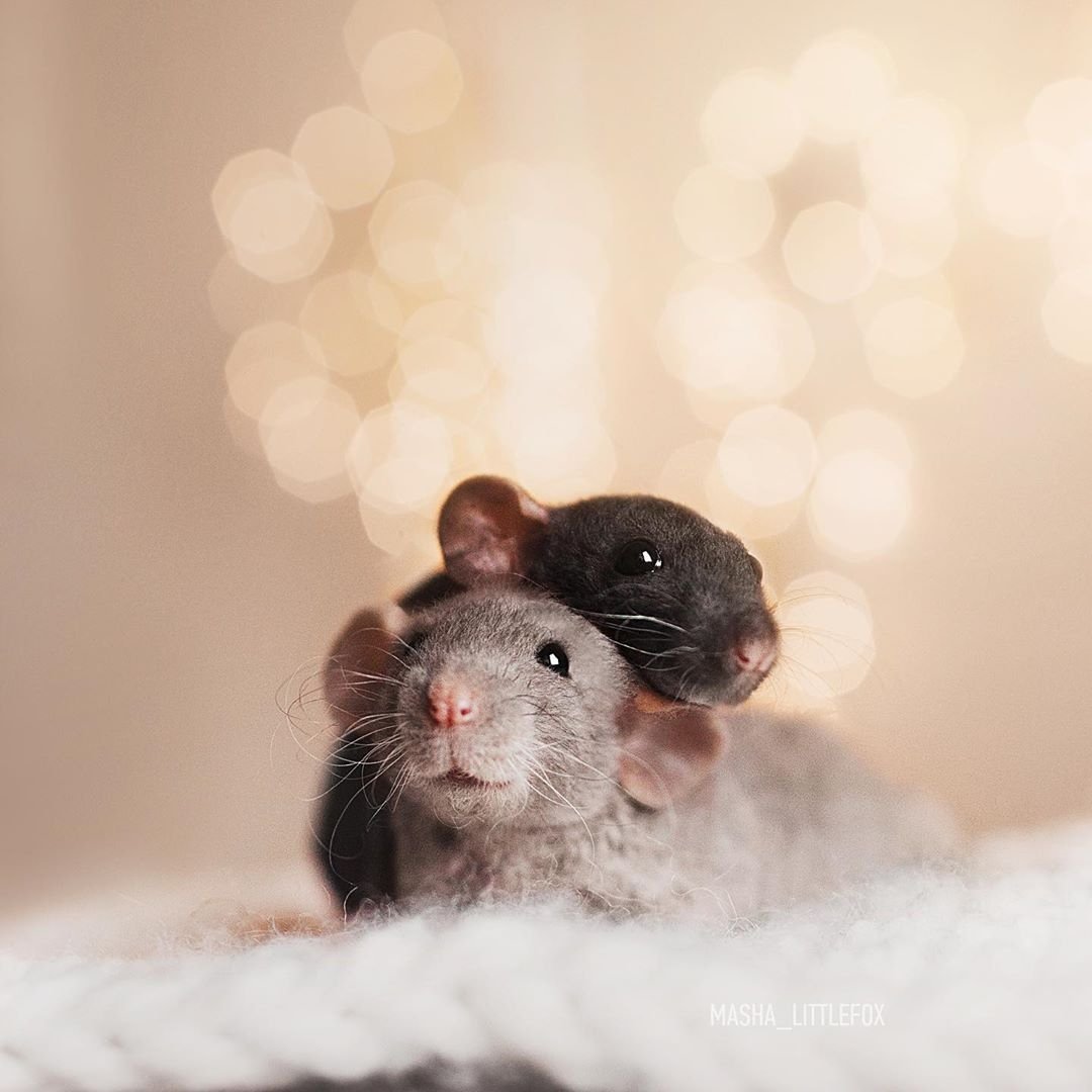 Милые крыски