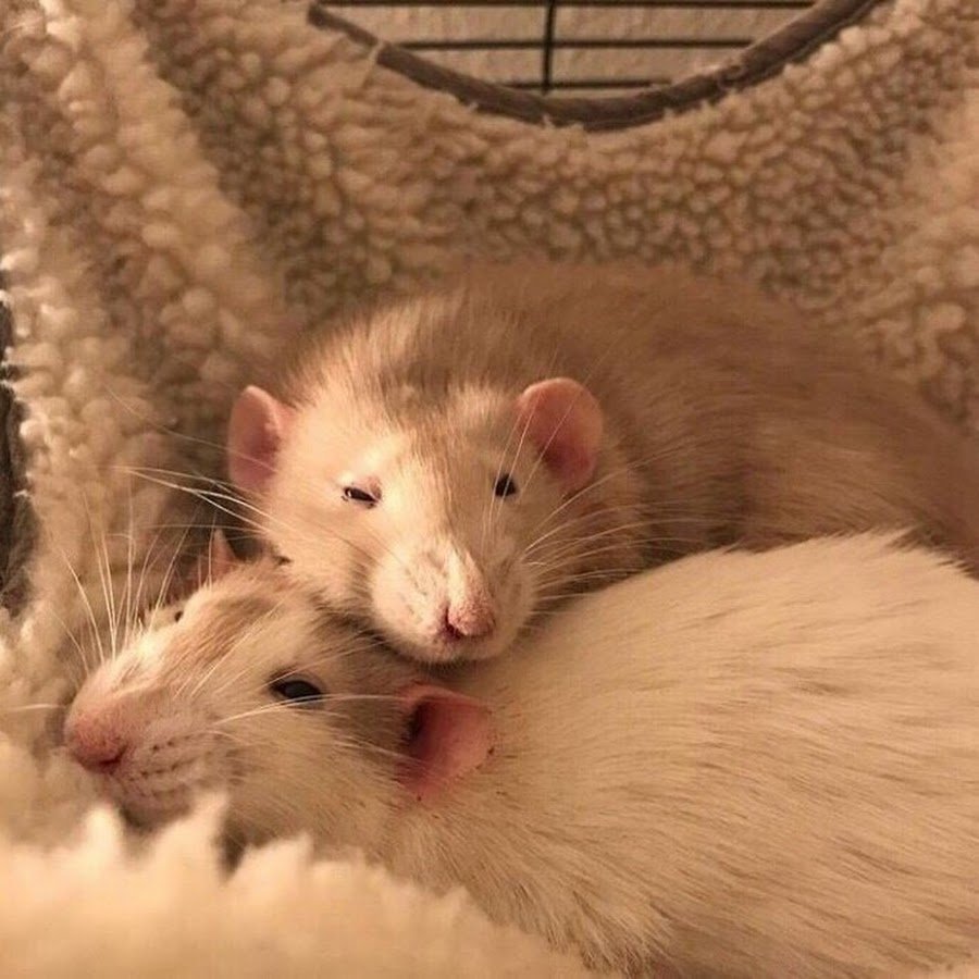 2 Крысы Дамбо