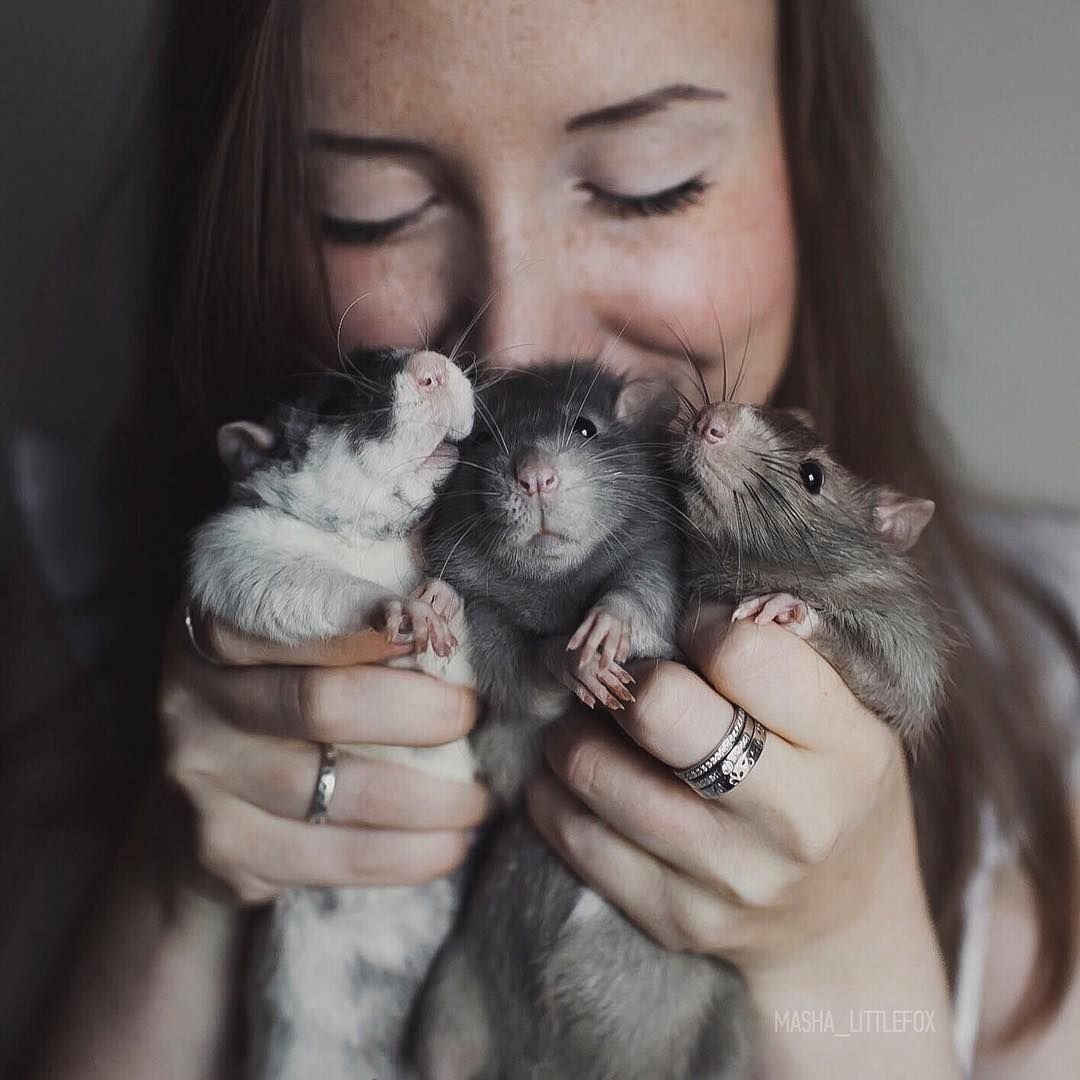 Крыски подружки