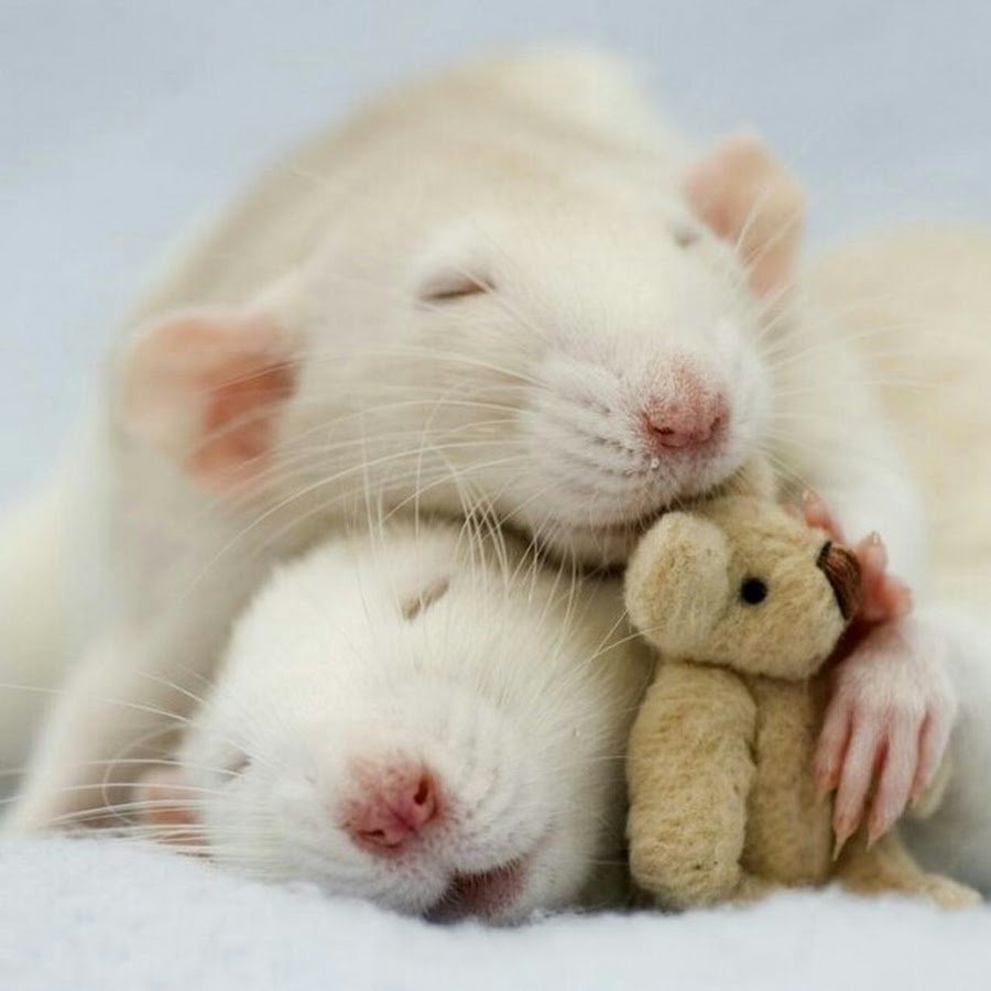 Лабораторная крыса