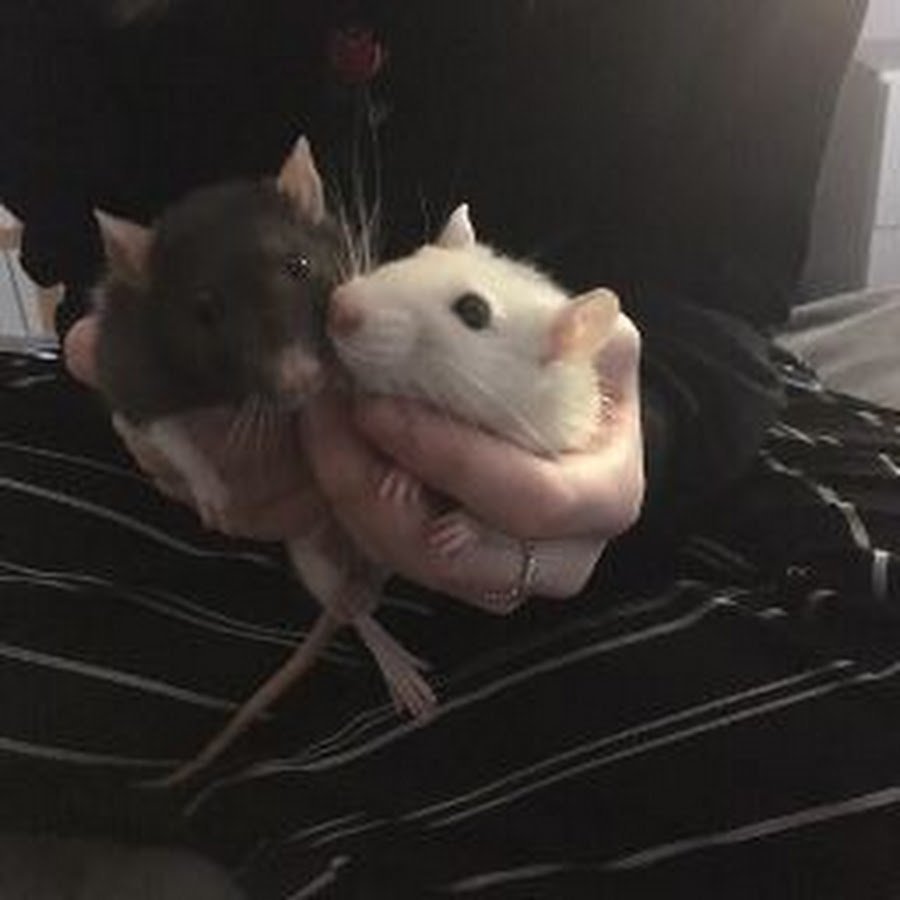 Валентинки с крысами